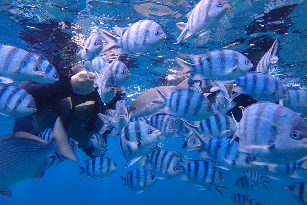 お魚に囲まれる