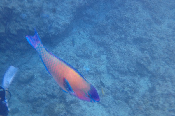 カラフルなお魚がお出迎え